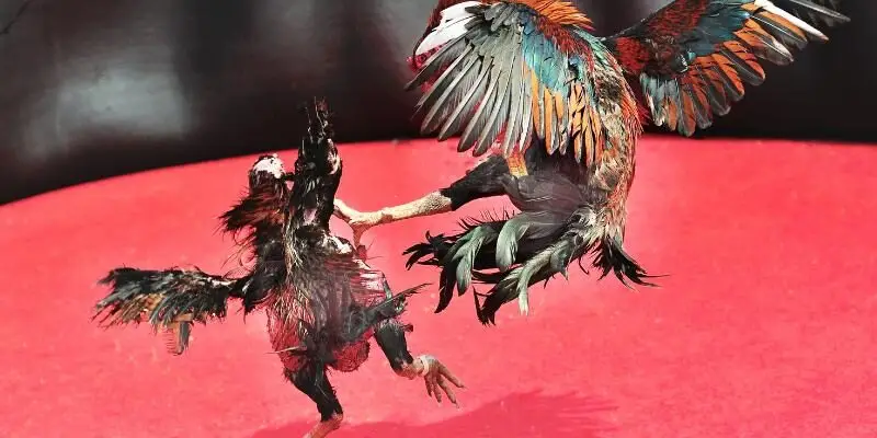 Đá Gà Cựa Sắt tại EE88 được đông đảo người chơi ưa chuộng